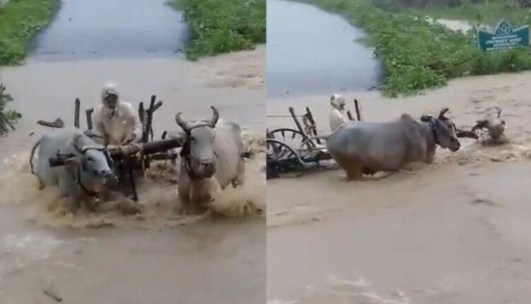 Trying to carry a bullock cart through flood waters, killing the farmer