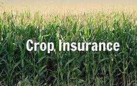 crop insurance in the bank account