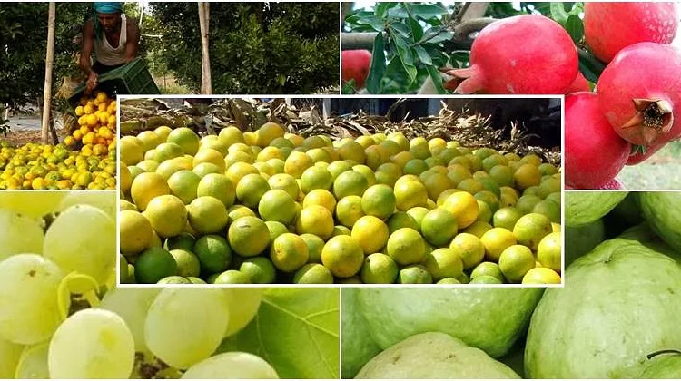 oin Fruit Crop Bima Yojana... Know all information in one click