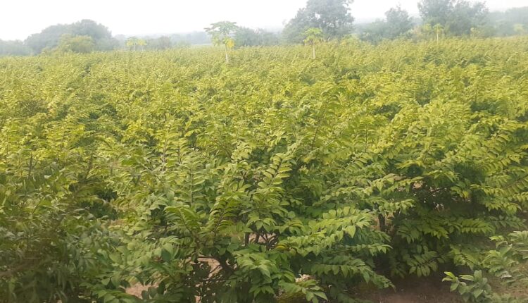 Anil Ingole flowered guava and sitafal orchard